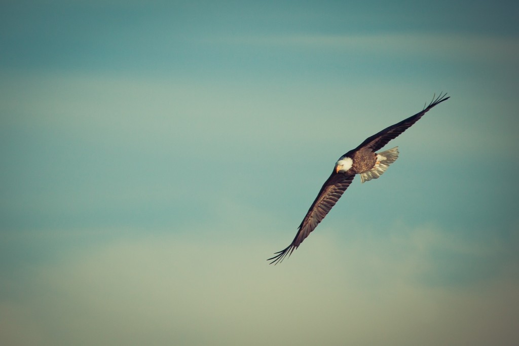 Bird, Eagle, Bird Watching, Olympic Peninsula