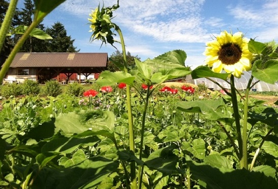 Farm, Sunflowers, Olympic Peninsula