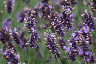 Lavender, Sequim, Olympic Peninsula