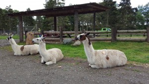 OGF Llamas